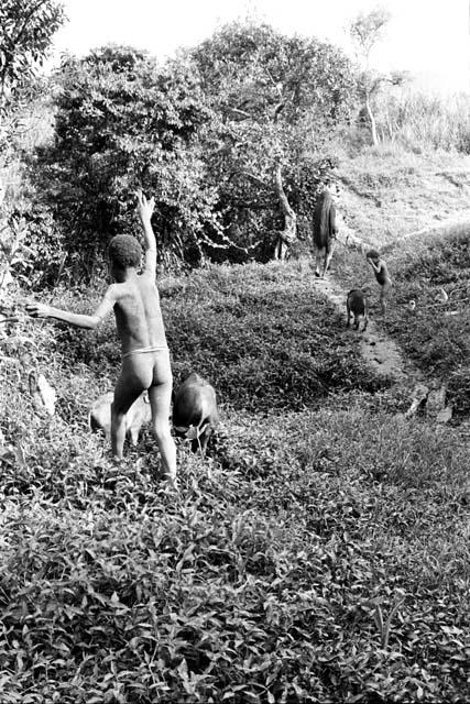 child driving pigs along trail northward past Abulupak