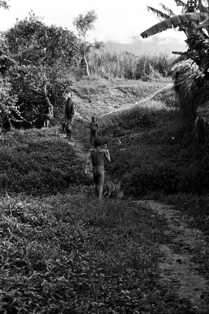 child driving pigs along trail northward past Abulupak