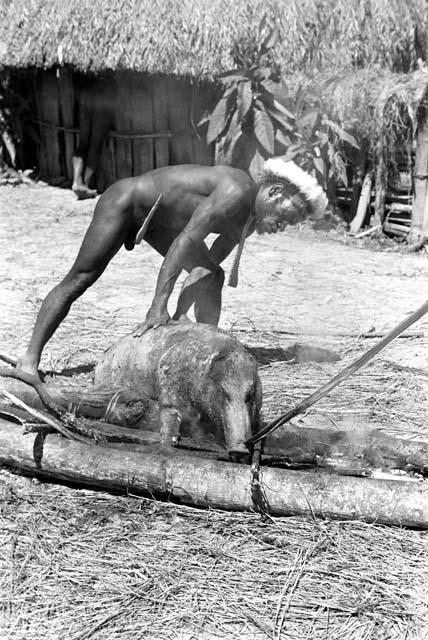 Tegé Warek turning a pig that is being singed