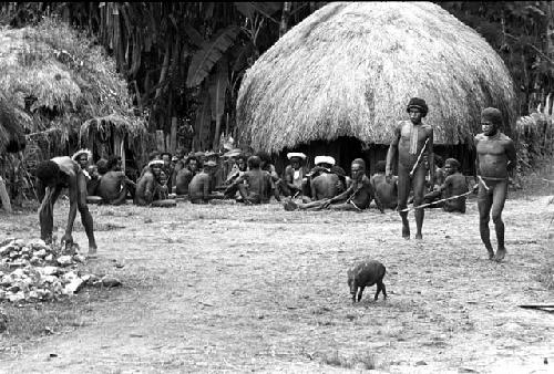 men  rounding up a pig which will be shot