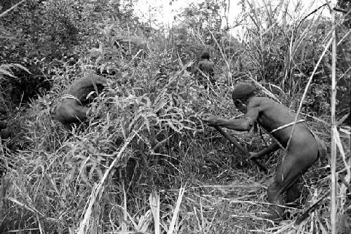 Polik and others beating the bushes for mice