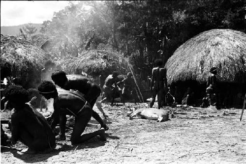 pigs laid out in front of the honai