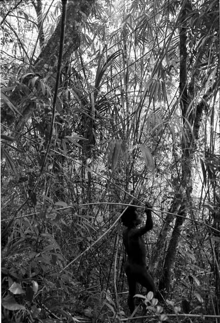 Man walkng in Lokop forest