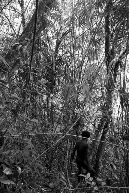 Man walkng in Lokop forest