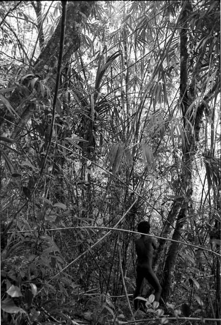 Man walkng in Lokop forest