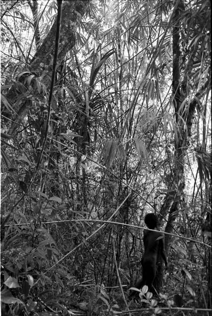 Man walkng in Lokop forest