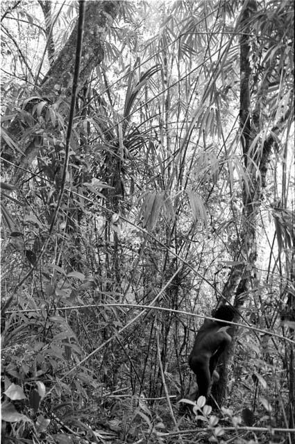 Man walkng in Lokop forest