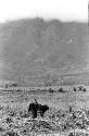 Woman working in fields