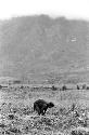 Woman working in fields