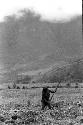 Woman working in fields