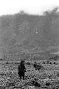 Woman working in fields