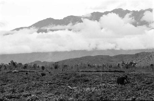 Woman working in fields