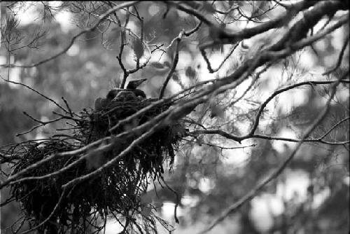 Cormorant nestlings