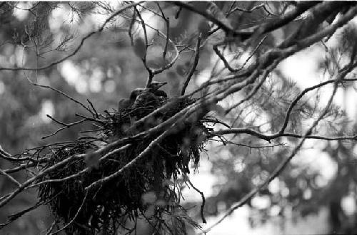 Cormorant nestlings