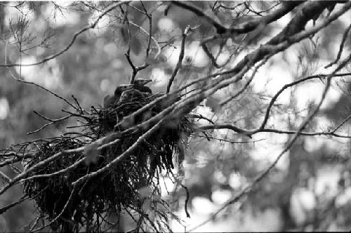 Cormorant nestlings