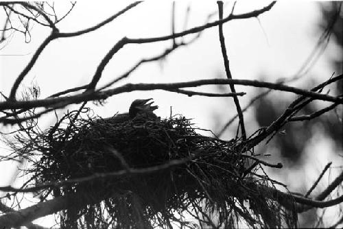 Cormorant nestlings