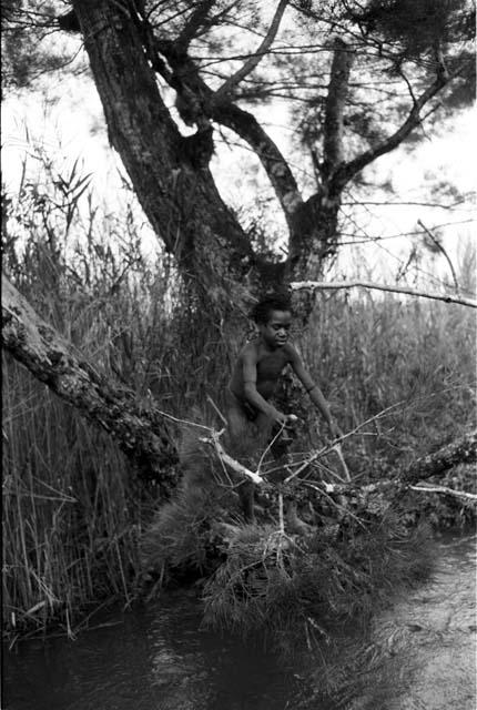 Torop with cormorant nestling