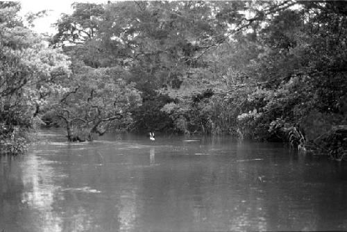 Bird flying off the river