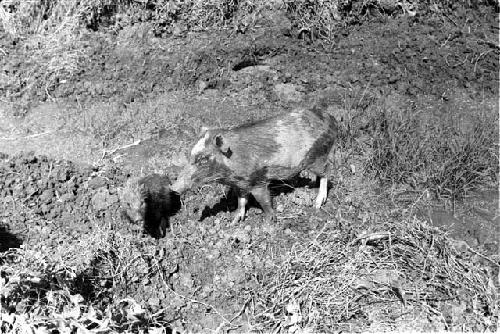 Pig rooting in irrigation ditch