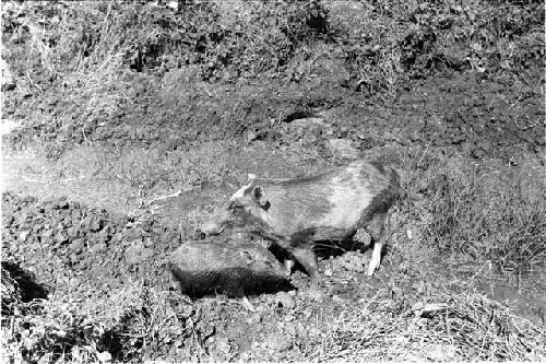 Pigs rooting in an irrigation ditch