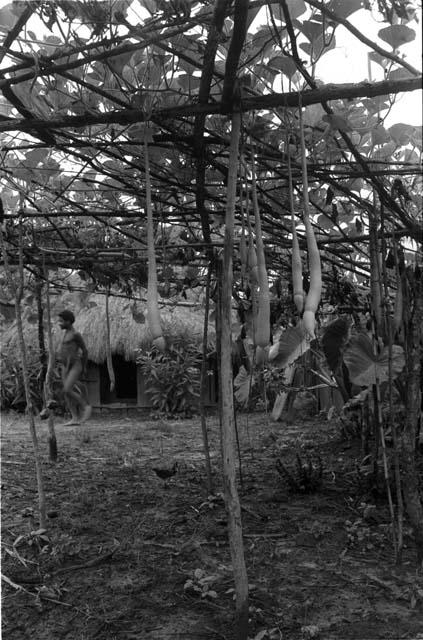 Man in the Holim Orchard