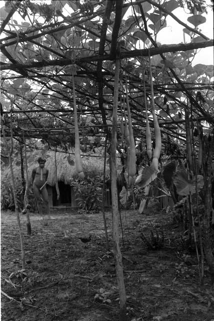 Man in the Holim Orchard