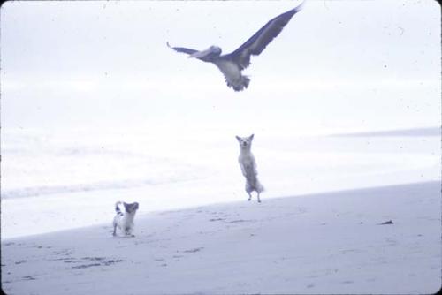 On the beach at Huanchaquito, pelican and dogs.