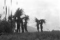 Men standing with bundled stalks