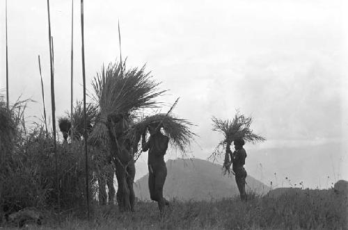 Men carrying stalks