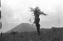 Man standing carrying stalks