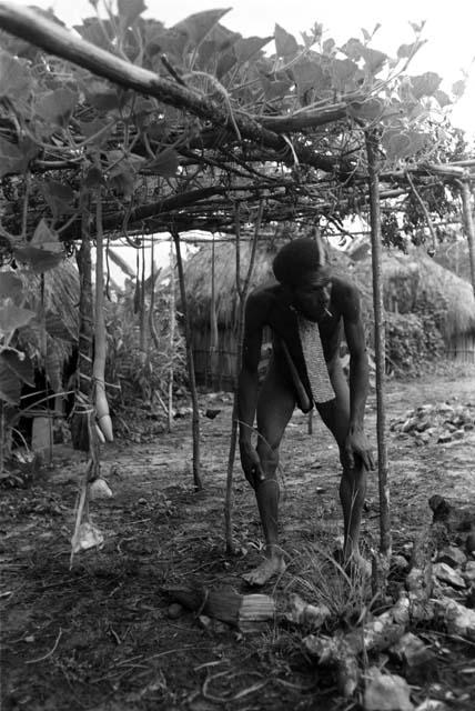 Loliluk repairs the holim orchard