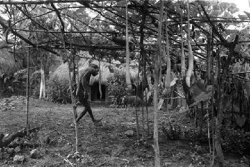 Loliluk repairs the holim orchard