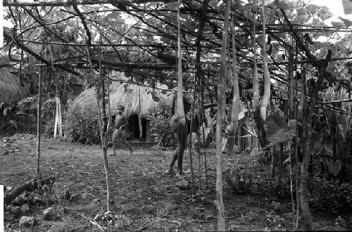 Loliluk repairs the holim orchard