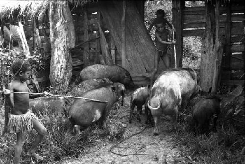 Nylare and Uwar herding pigs