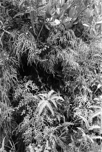 Ferns on the Tukumba