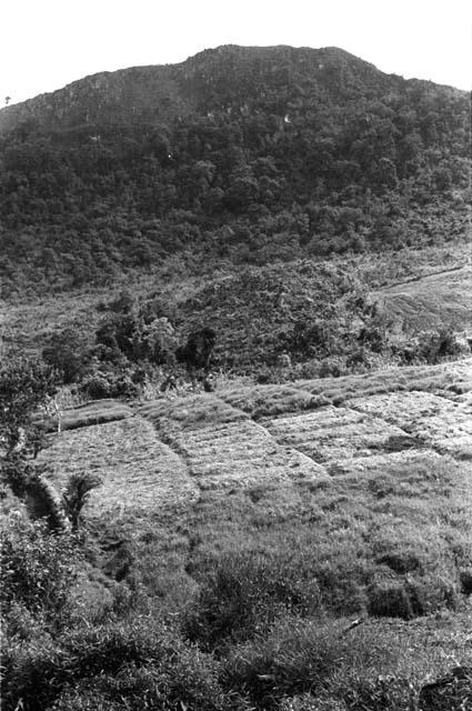 Alugu's garden