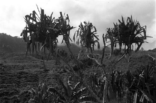 A view thru pandamas palms to gardens of hiperi