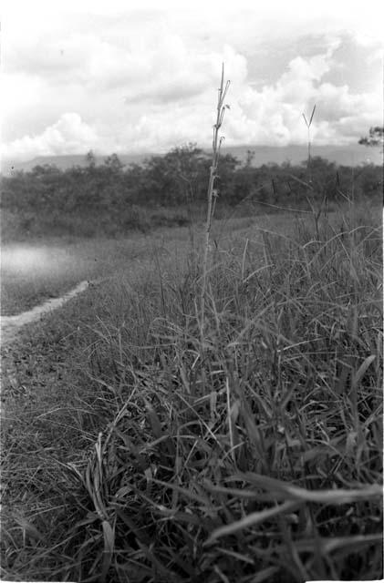 Tall grass