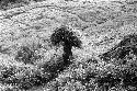 Woman carrying a load of grass