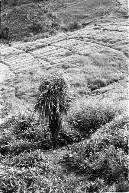 Woman carrying a load of grass