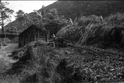 Bundles of thatch and the new hunu