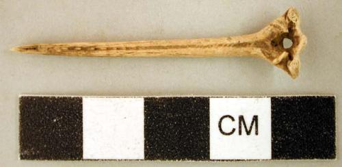 Animal bone perforator, needle or awl, perforated at one end, likely bird bone