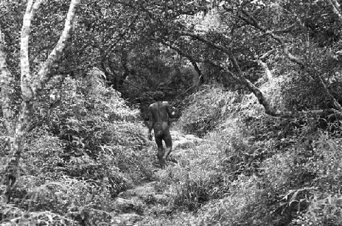 A man walking up towards Abukulmo from Anelerak; in the woods