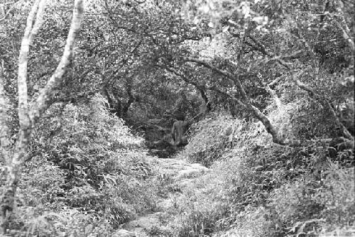 A man walking up towards Abukulmo from Anelerak; in the woods