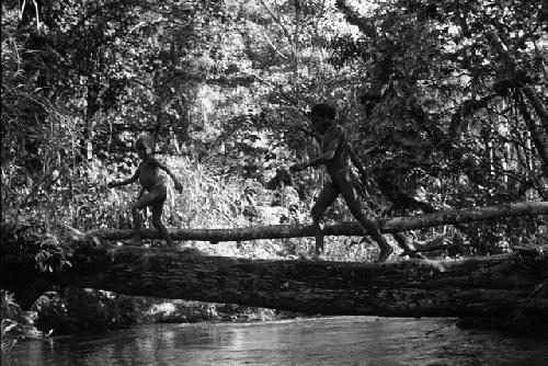 2 people walking across the Elokhere on the tree that has been felled across the river