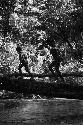 Children running across the tree bridge over the Elokhere