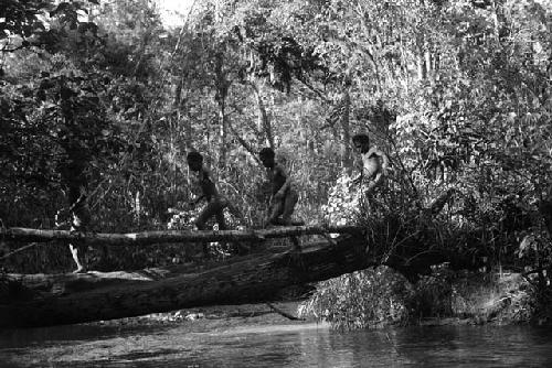 Children running across the tree bridge over the Elokhere