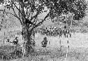 Group of men dancing on the Anelerak seen thru the munika tree; spears in foreground