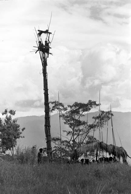 2 children in kaio; the oléa and men under it and spears against it