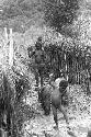 Woman and children leading some pigs behind Homaklep towards the Abukulmo gardens